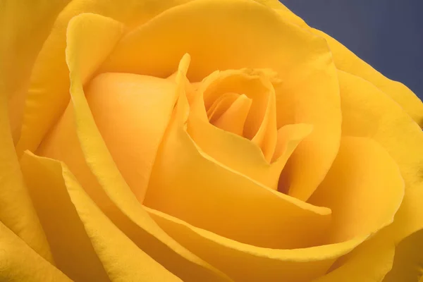 Fleur Gros Plan Jaune Rose Pétales Jaunes — Photo