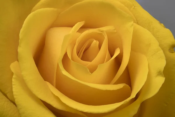 Flor Amarelo Rosa Pétalas Perto — Fotografia de Stock