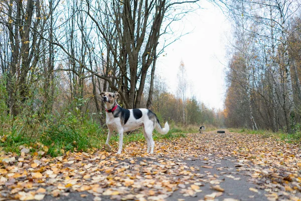 Piękny Pies Spaceruje Jesiennym Parku Opadłymi Liśćmi Drodze Psy Spacerujące — Zdjęcie stockowe