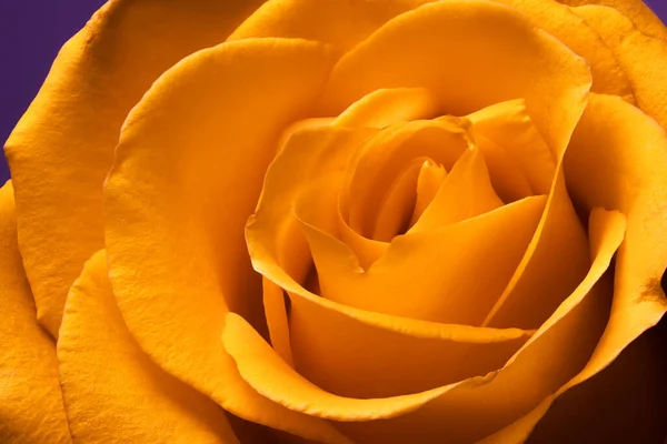 Крупним Планом Апельсин Жовтою Квіткою Троянд — стокове фото