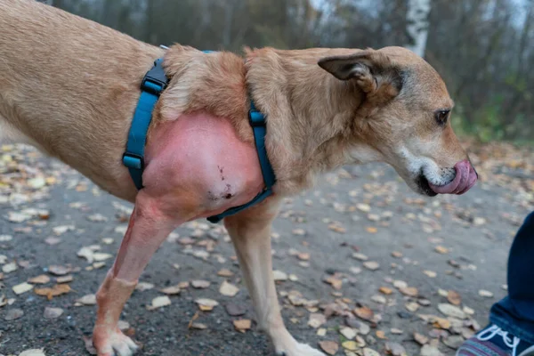 Dog after leg surgery on a walk with shaved hair. Dogs paw without hair after surgery.