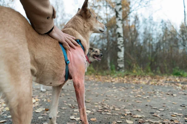 Dog after leg surgery on a walk with the owner and with shaved hair. Dogs paw without hair after surgery.