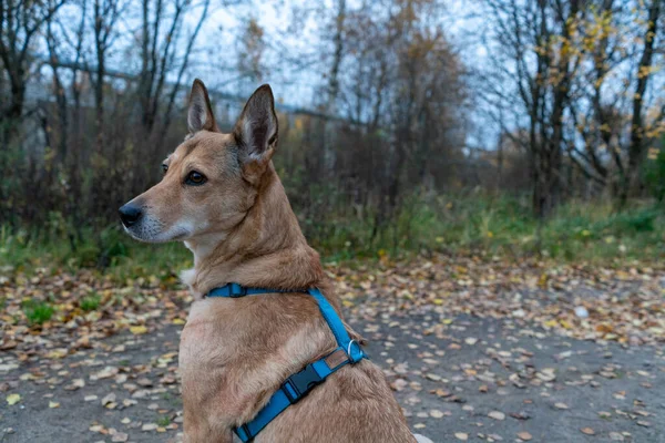 Portret Van Een Mooie Kalme Hond Het Herfstbos Hond Zit — Stockfoto