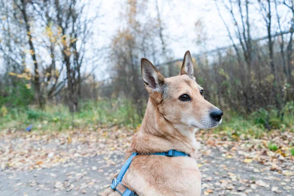 秋の森の中の美しい穏やかな犬の肖像画 犬は座って距離を見て — ストック写真