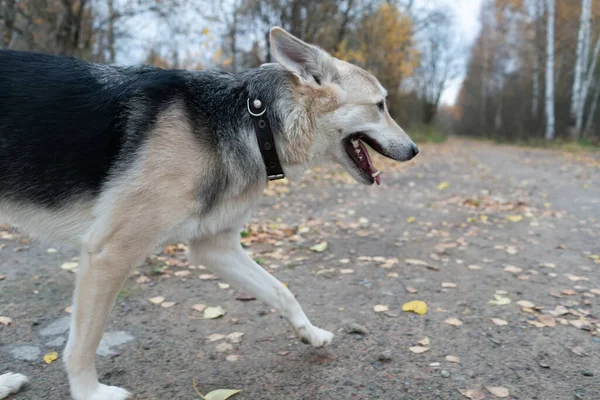 道路沿いの秋の森を散歩する犬 — ストック写真