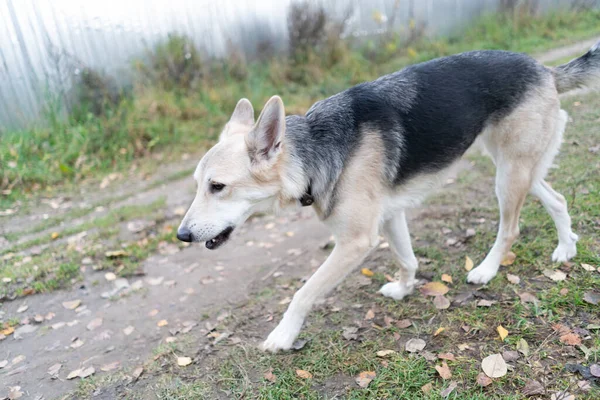 道路沿いの秋の森を散歩する犬 — ストック写真