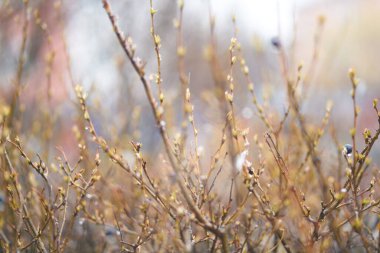 Yağmurda tomurcukları ve böğürtlenleri olan bahar çalıları, soyut arka plan bulanıklaştı. İlkbahar başı