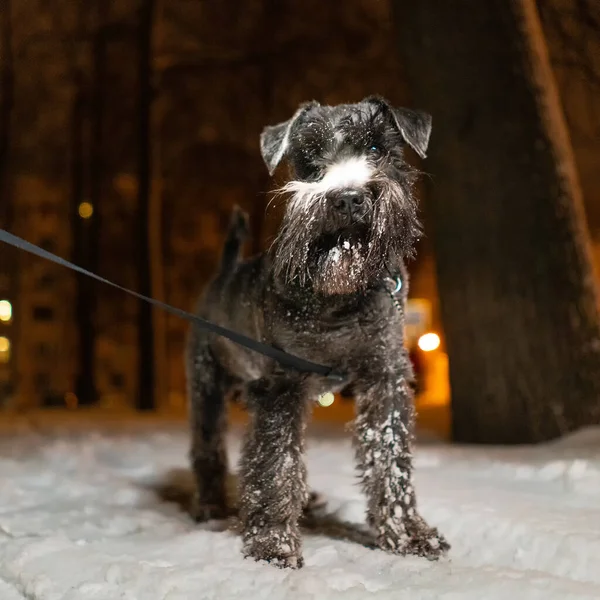 Miniatuur Schnauzer Hond Een Wandeling Aan Een Riem Winter Wandelingen — Stockfoto