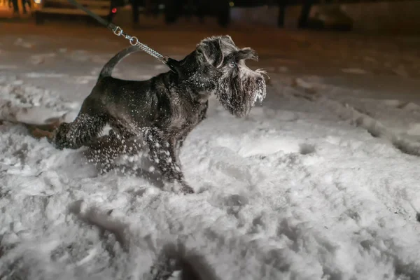 Zwergschnauzerhund Spaziert Winter Der Leine Durch Den Schnee Nachts Park — Stockfoto