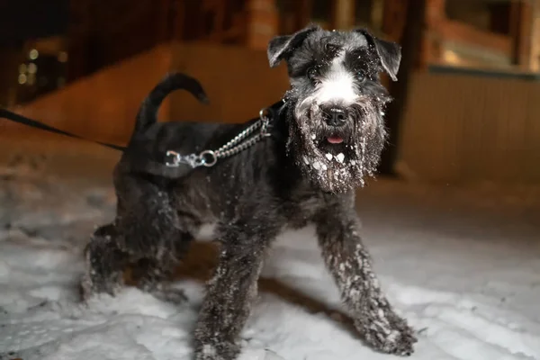 Miniatuur Schnauzer Hond Een Wandeling Aan Een Riem Winter Wandelingen — Stockfoto