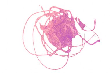 Suluboya mor arkaplan dokusu