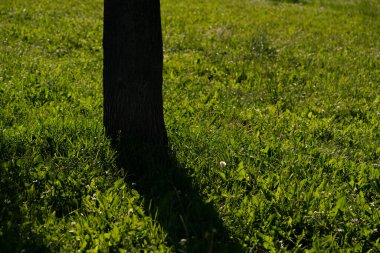 Çayırdaki bir ağacın gölgesi.