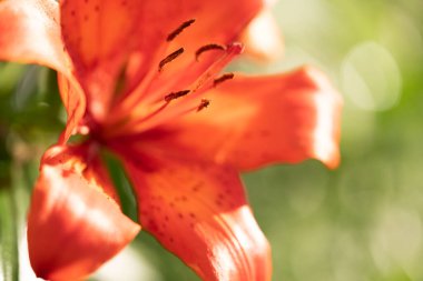 Güzel çiçekler parlak turuncu çiçekli makroyu doldurdu.