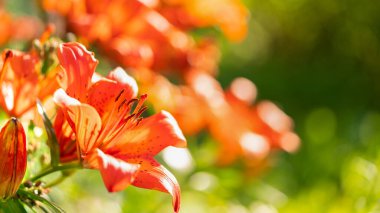 Güzel çiçekler parlak turuncu döküldü.