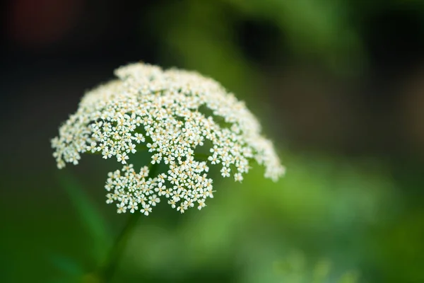緑色の背景にパラシュートの形をした白い小さな花を咲かせます — ストック写真