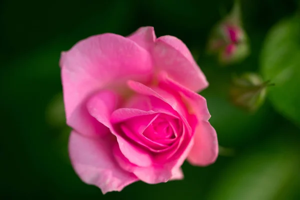 Rose Fleur Doucement Rose Couleur Macro Photo Avec Flou — Photo