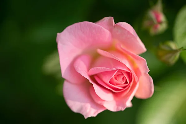 Rosa Flor Cor Suavemente Rosa Foto Macro Com Borrão — Fotografia de Stock