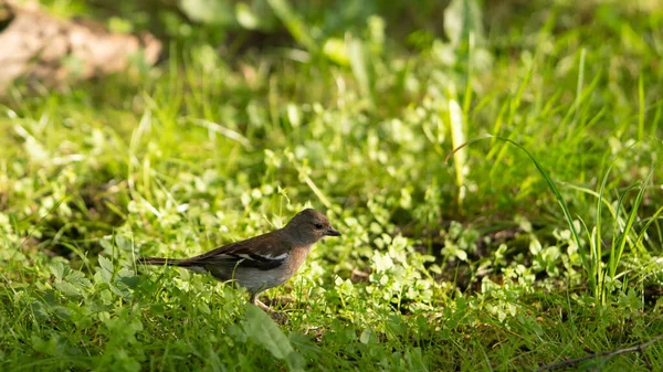 Petit Oiseau Dans Herbe Sur Sol — Photo