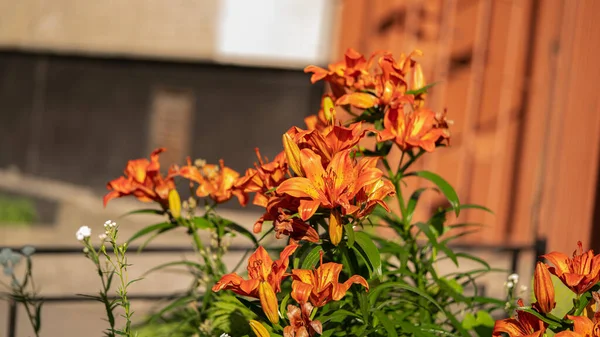 Hermosas Flores Vertían Naranja Brillante — Foto de Stock