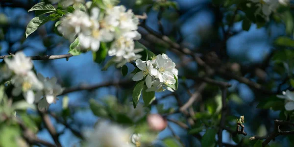 Květiny Větvi Stromu Jsou Bílé — Stock fotografie