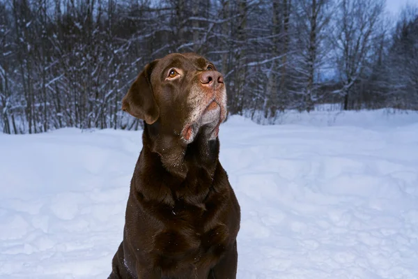 雪の上の冬のラブラドールの肖像画 犬と冬の散歩 — ストック写真