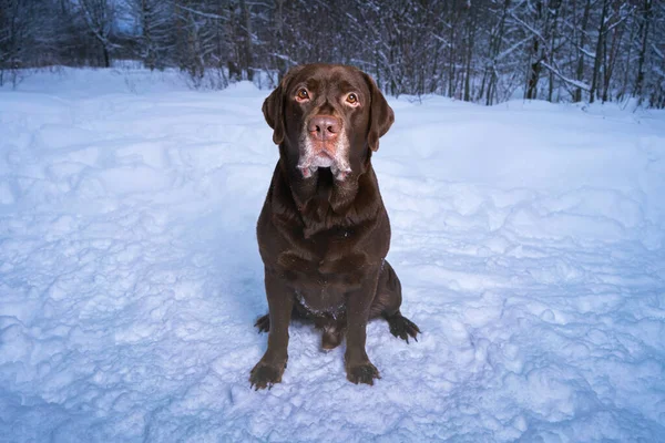 雪の上の冬のラブラドールの肖像画 犬と冬の散歩 — ストック写真
