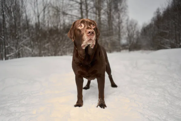 Labrador Portrait Winter Snow Winter Walk Dog — Stock Photo, Image