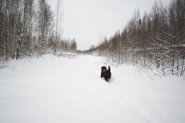 Labrador kışın kar yığınlarında yürür.