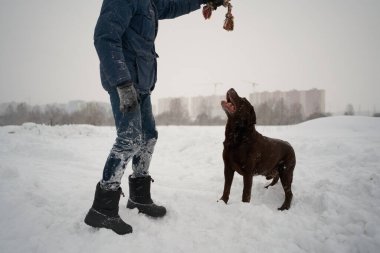 Labrador köpek kışın sahibinin yanında oynar.