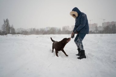Köpek Labrador kışın sahibinin ipini çekerek dışarıda oynar.
