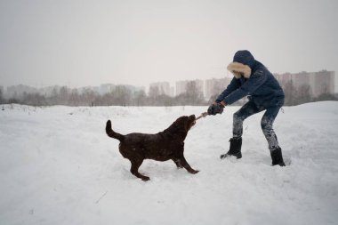 Köpek Labrador kışın sahibinin ipini çekerek dışarıda oynar.
