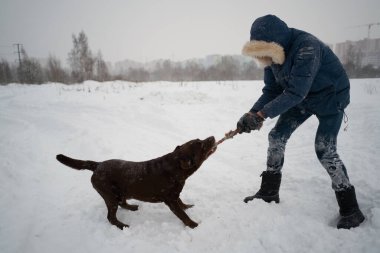 Köpek Labrador kışın sahibinin ipini çekerek dışarıda oynar.