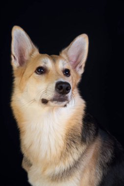 Çoban köpeği siyah arka planda detaylı bir portre, sevimli kahverengi-beyaz köpek.