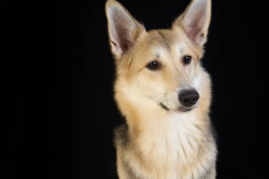 Çoban köpeği siyah arka planda detaylı bir portre, sevimli kahverengi-beyaz köpek.