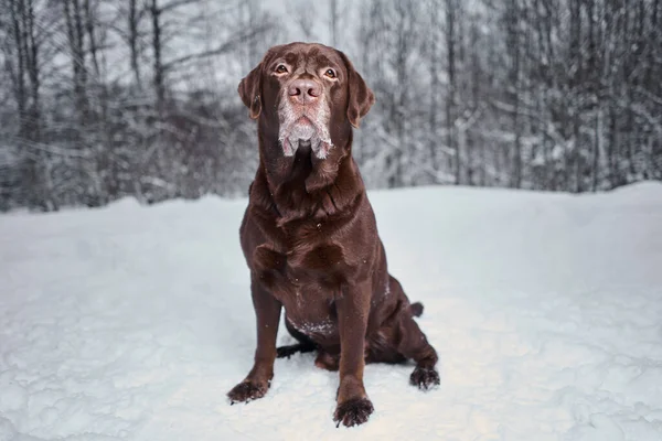 雪の上の冬のラブラドールの肖像画 犬と冬の散歩 — ストック写真