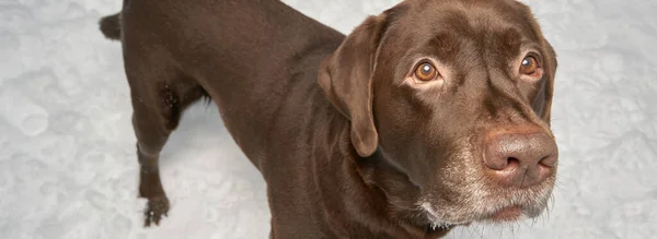 Retrato Labrador Invierno Sobre Fondo Nieve Paseo Invierno Con Perro — Foto de Stock