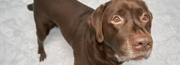 Portrait Labrador Hiver Sur Fond Neige Promenade Hivernale Avec Chien — Photo