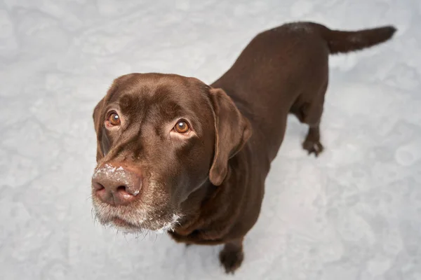 Labrador Portret Winter Achtergrond Van Sneeuw Winterwandeling Met Hond — Stockfoto