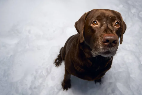雪の背景に冬のラブラドールの肖像画 犬と冬の散歩 — ストック写真