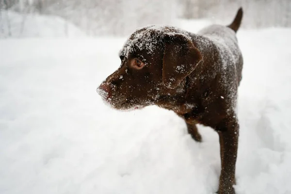 冬の雪の中のラブラドール犬 — ストック写真