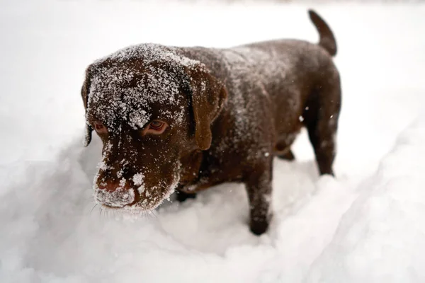 Labrador Dog Playing Snow Dog Portrait All Muzzle Snow — Stock Photo, Image