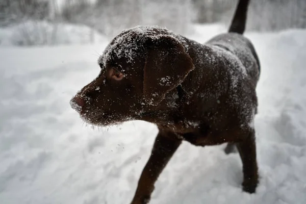 Labrador Dog Playing Snow Dog Muzzle Snow — Stock Photo, Image