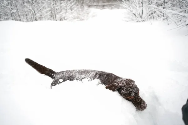 ラブラドール犬の冬は雪の中を歩く完全にジャンプします — ストック写真