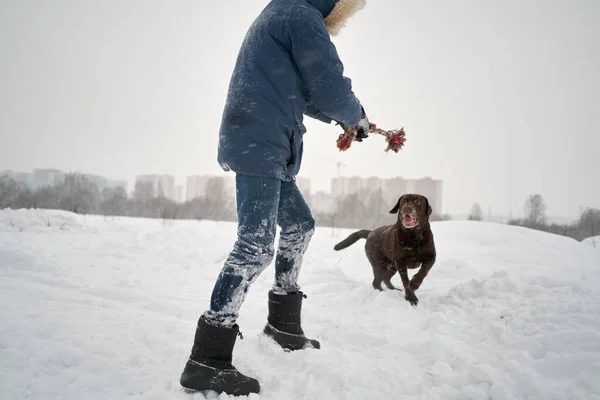 Dog Plays Winter Owner — Stock Photo, Image