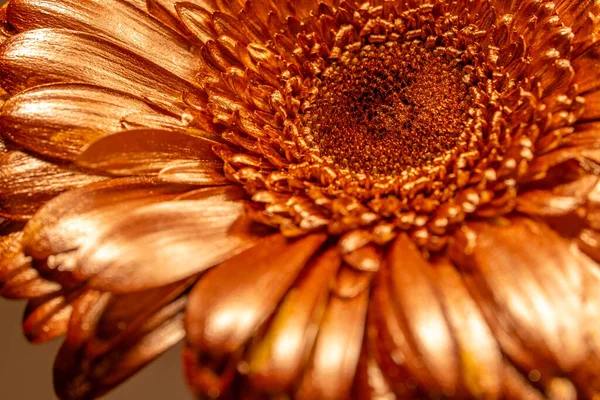Квітка Гербери Золота Позолочена Квітка Макрос Велика Квітка — стокове фото