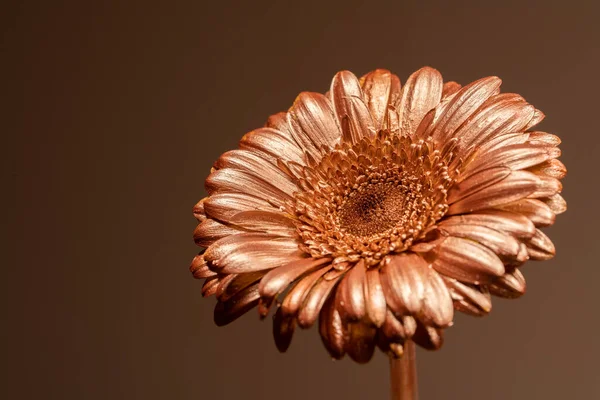 gerbera flower golden. gold-plated flower