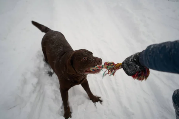 飼い主と冬に犬が外で遊ぶラブラドール — ストック写真