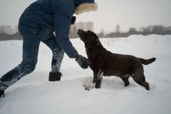 雪の中で遊ぶ人とのラブラドール — ストック写真