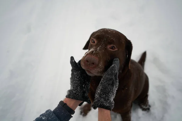 所有者は冬の散歩のために犬のラブラドールをストロークします 肩越しの眺め — ストック写真