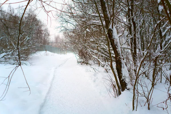 Floresta Inverno Neve Caminho Para Passeio — Fotografia de Stock